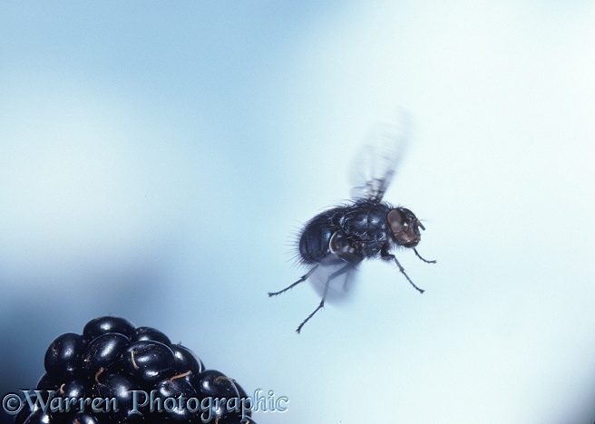 Bluebottle Fly (Calliphora vomitoria) taking off from a bramble berry.  Worldwide