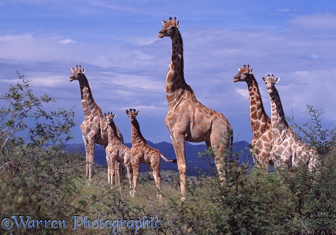 Giraffe (Giraffa camelopardalis) family.  Africa