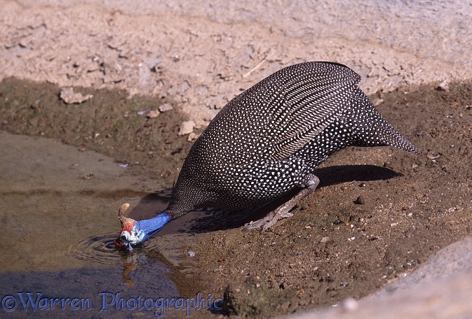 Helmeted Guineafowl (Numida meleagris) drinking from a rock pool.  Africa