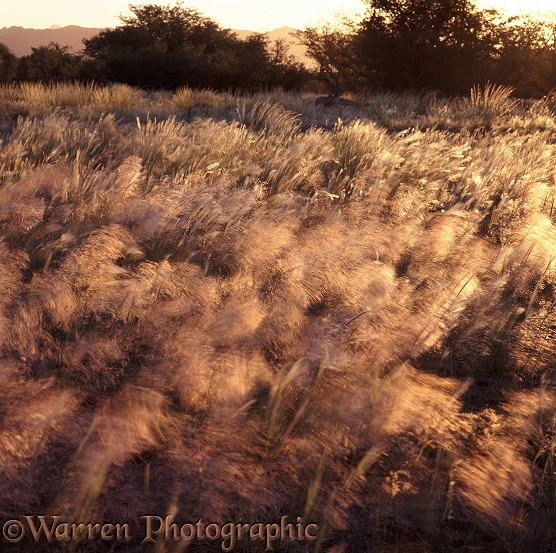 Grasses blowing in the wind.  Namibia