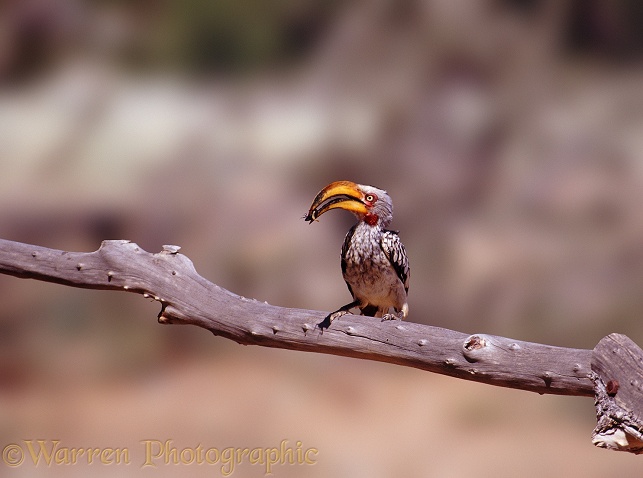 Yellow-billed Hornbill (Tockus flavirostris) eating a desert beetle.  Africa
