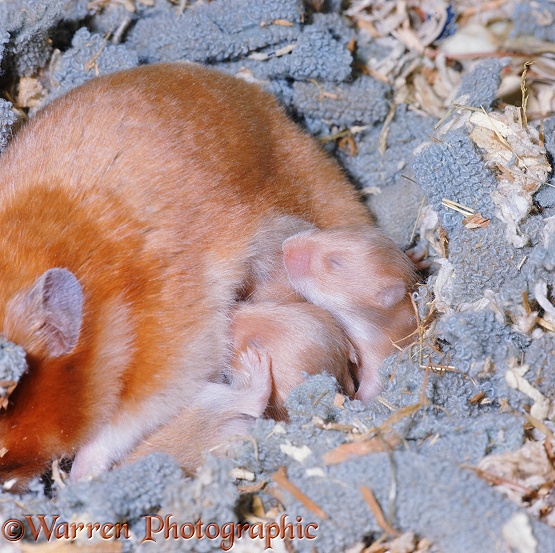 Golden Hamster (Mesocricetus auratus) female suckling her babies, 12 days old