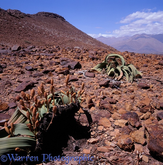 Welwitschia (Welwitschia mirabilis) female plant with cones.  Southern Africa