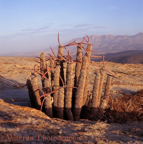 Hoodia plant.  Southern Africa