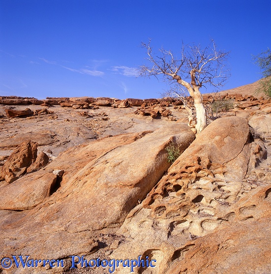 Dead tree on granite.  Namibia