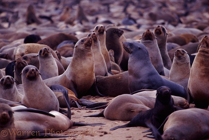 Cape Fur Seal (Arctocephalus pusillus) colony.  Southern African coasts