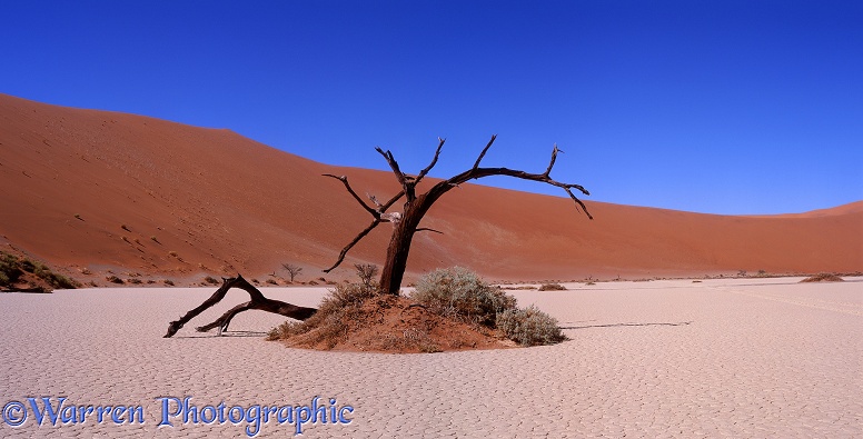 Dead tree at Hidden Vlei.  Namibia