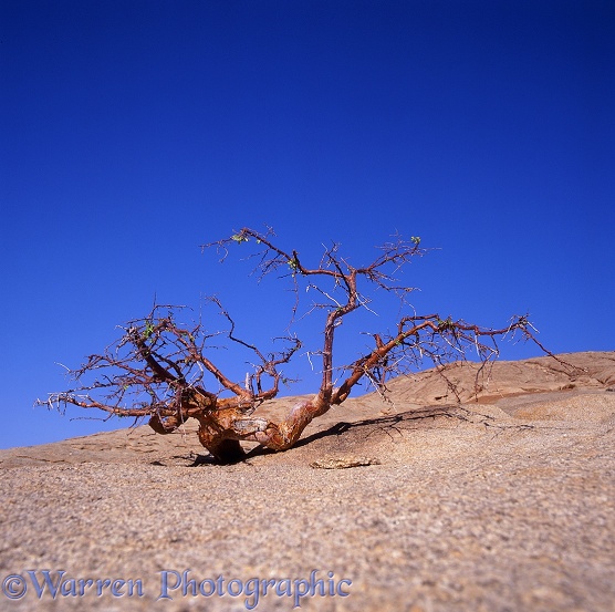 Desert plant on granite.  Namibia