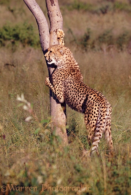 Cheetah (Acinonyx jubatus) scratching a tree.  Africa