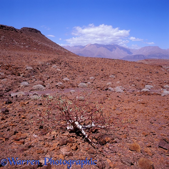 Desert plant in a rocky scene.  Namibia