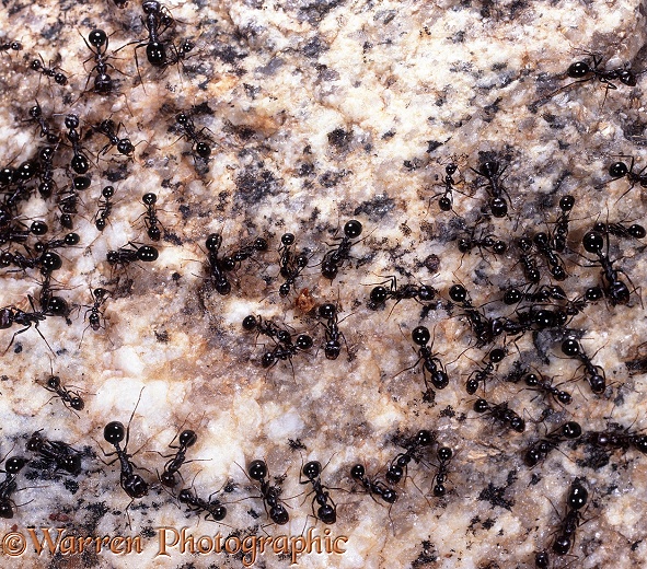 Harvester Ants (Messor capensis) drinking from a few spots of rain on a quartz boulder.  Southern Africa