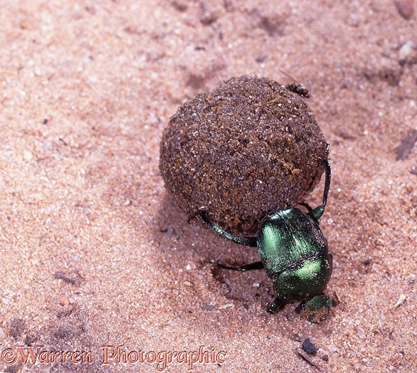Green Dung Beetle (Garreta nitens) rolling a dung ball