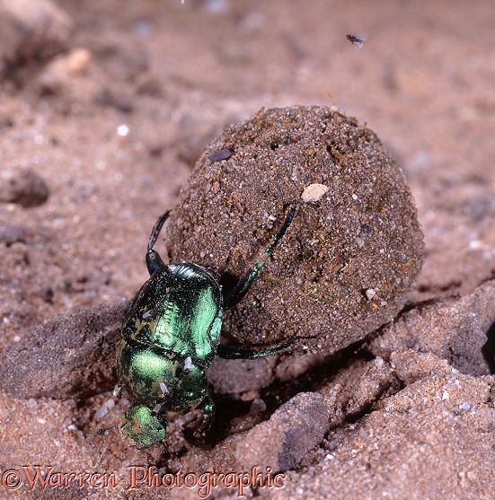 Green Dung Beetle (Garreta nitens) rolling a dung ball.  Southern Africa