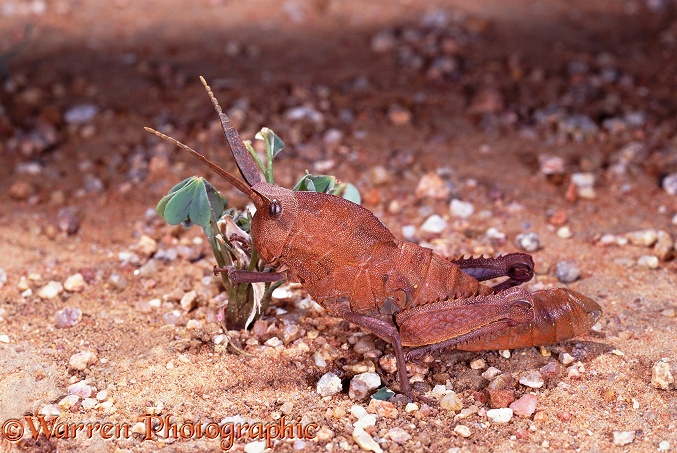 Rain Locust (Lamarckiana species) wingless nymph