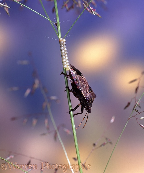Shield Bug (Hemiptera) female laying eggs on grass stem