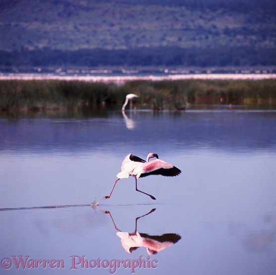 Lesser Flamingo (Phoeniconaias minor) taking off from water.  Kenya