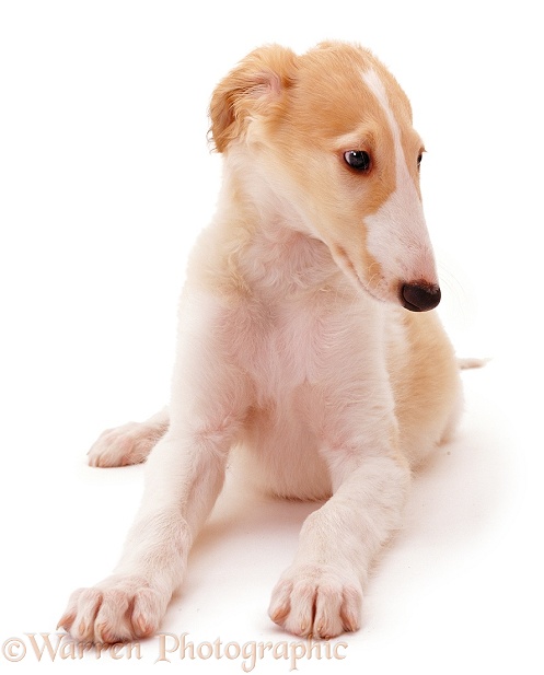 Borzoi pup Aloyisous, 10 weeks old, white background