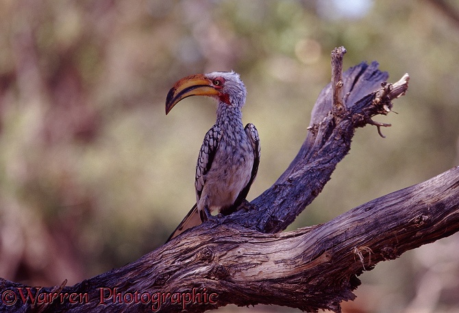 Yellow-billed Hornbill (Tockus flavirostris).  Africa