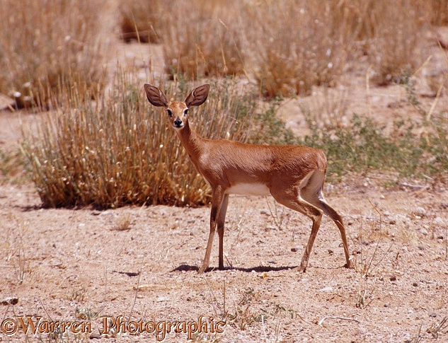 Steenbok (Raphicerus campestris).  Africa