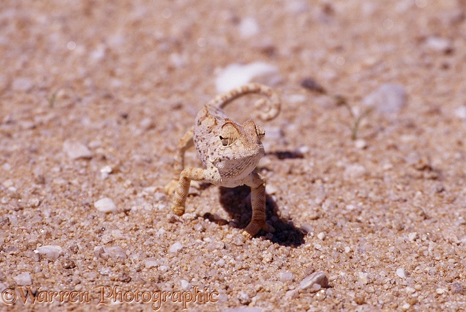 Namaqua Chameleon (Chamaeleo namaquensis).  SW Africa