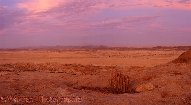 Hoodia and desert scene at sunset.  Namibia