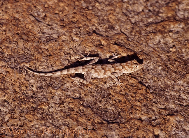 Bradfield's Namib Day Gecko (Rhoptropus bradfieldi) camouflaged on granite.  Namibia