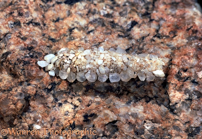 Desert bagworm; a moth larva (Family Tineidae) with protective 'bag' made from quartz grains
