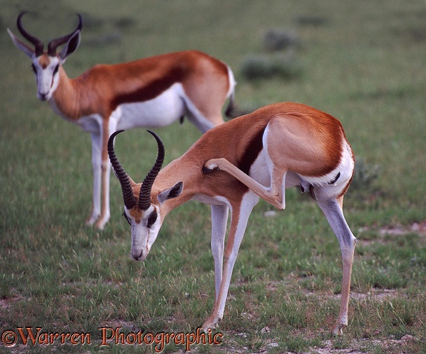 Springbok (Antidorcas marsupialis) ram scratching his neck.  Africa