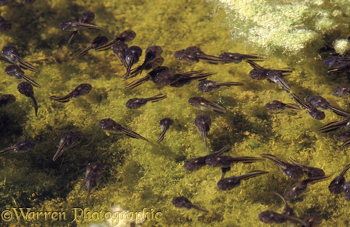 Tadpoles (unidentified) in a rainwater pool in the Namib Desert.  Africa