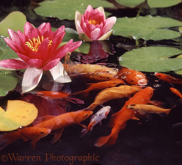 Goldfish (Carassius auratus) at the surface of a lily pond