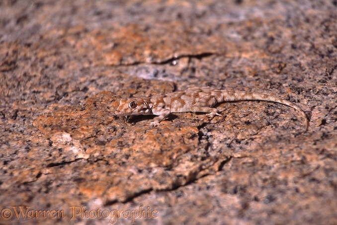 Bradfield's Namib Day Gecko (Rhoptropus bradfieldi) camouflaged on granite.  Southern Africa