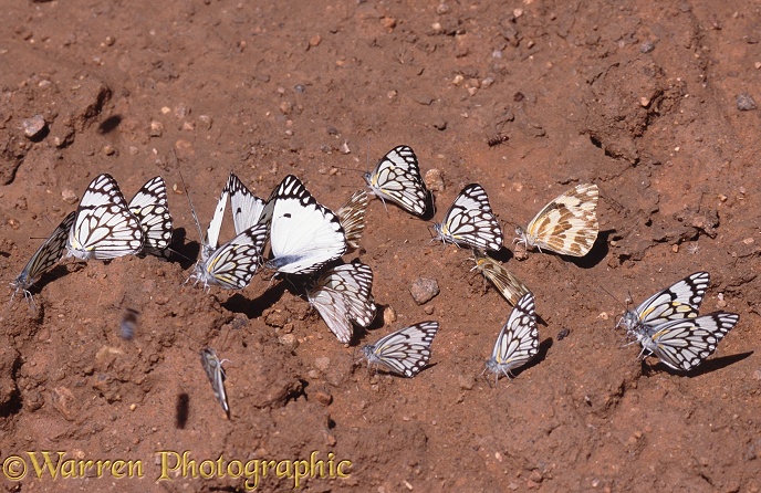 Brown-veined White (Belenois aurota) and Zebra White (Pinacopteryx eriphia) butterflies gathering on a salt lick.  Southern Africa