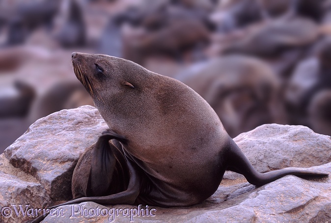 Cape Fur Seal (Arctocephalus pusillus) young cow scratching her neck with a hind flipper.  Southern African coasts