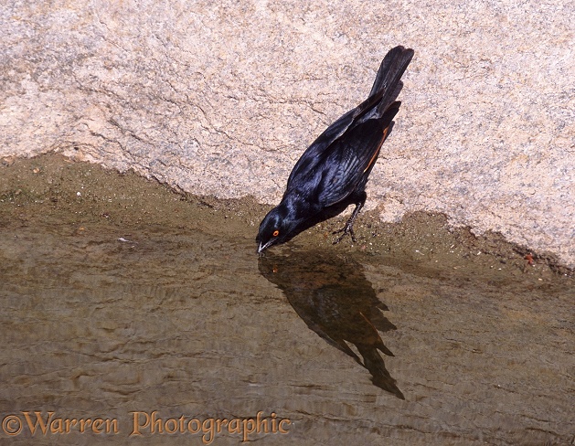 Pale-winged Starling (Onychognathus nabouroup) drinking from a rainwater pool, Namib Desert.  Africa