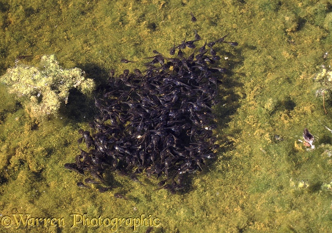 Tadpoles (unidentified) clustering in a rainwater pool in the Namib Desert.  Africa