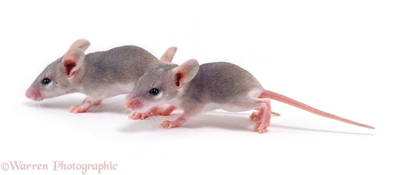 Baby Spiny Mice, white background