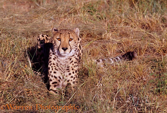 Cheetah (Acinonyx jubatus).  Africa