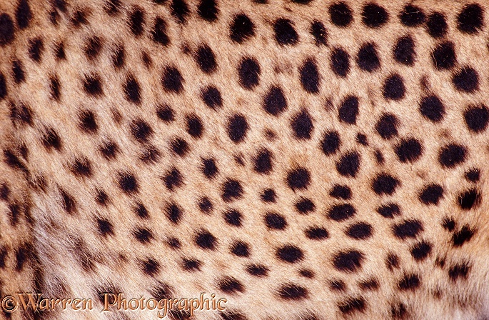 Spots on the flank of a Cheetah (Acinonyx jubatus).  Africa