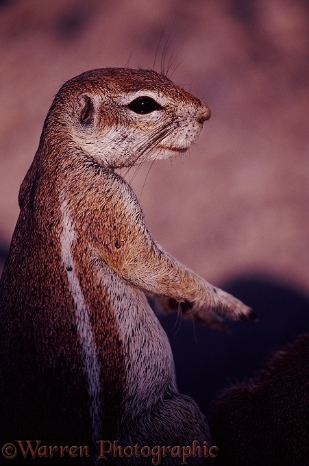 Cape Ground Squirrel (Xerus inauris).  Africa