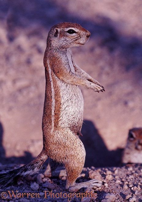 Cape Ground Squirrel (Xerus inauris).  Africa