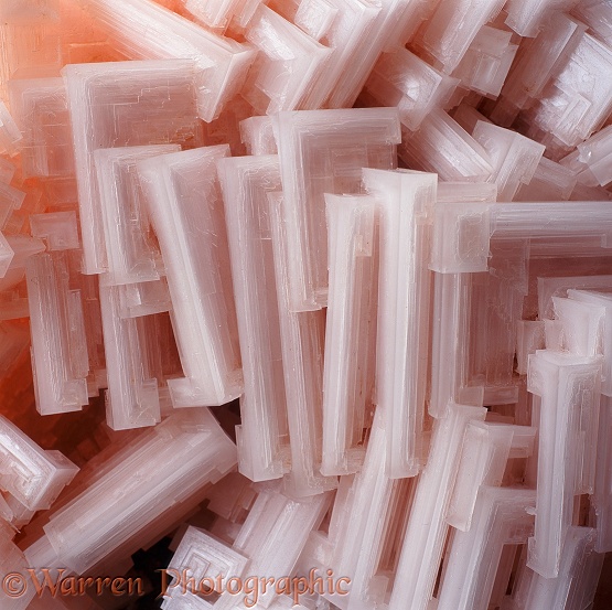 Salt crystals coloured pink by carotine from organisms in the water in which the crystals grew.  Namibia