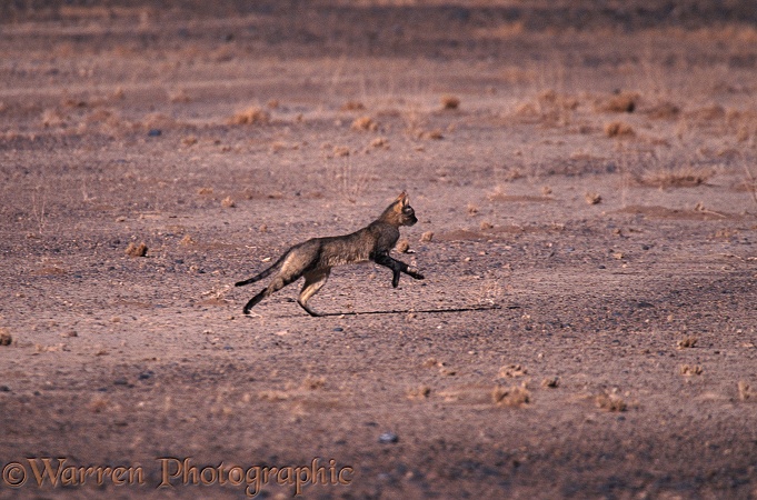African Wild Cat (Felis lybica) on the run in the Namib Desert.  Africa