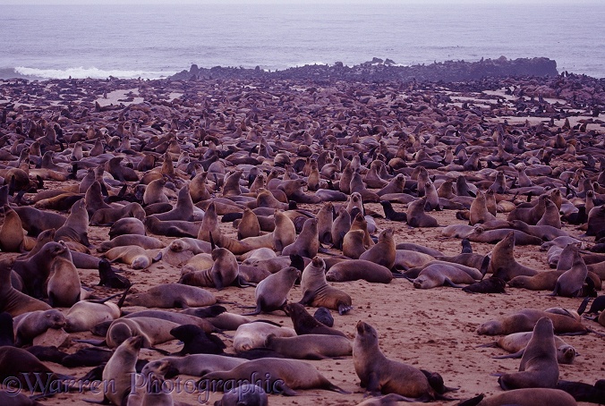 Cape Fur Seal (Arctocephalus pusillus) colony.  Southern African coasts