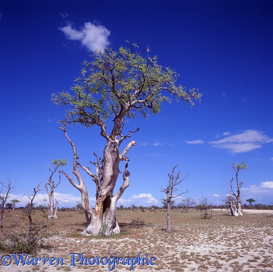 Moringo Tree (Moringa ovalifolia) at Spookieswoud.  Namibia