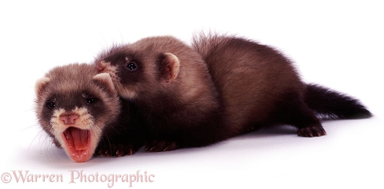 Young polecat ferrets Hob and Jill, 6 weeks old, white background