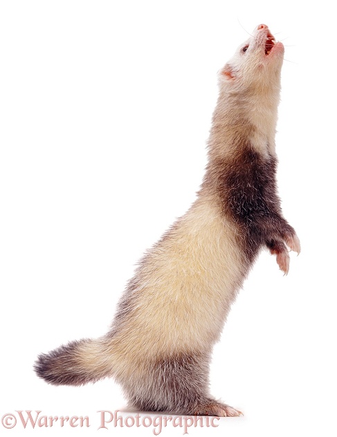 Ferret standing up, white background
