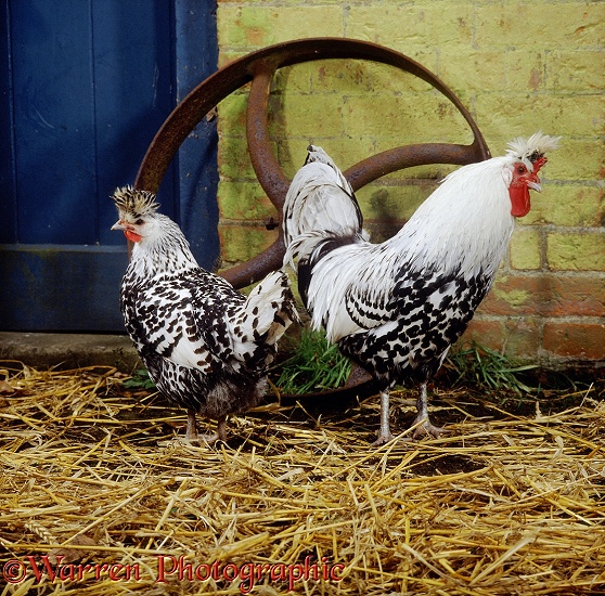 Appenzeller Sptzhauben (Swiss Crested Fowl) cock and hen