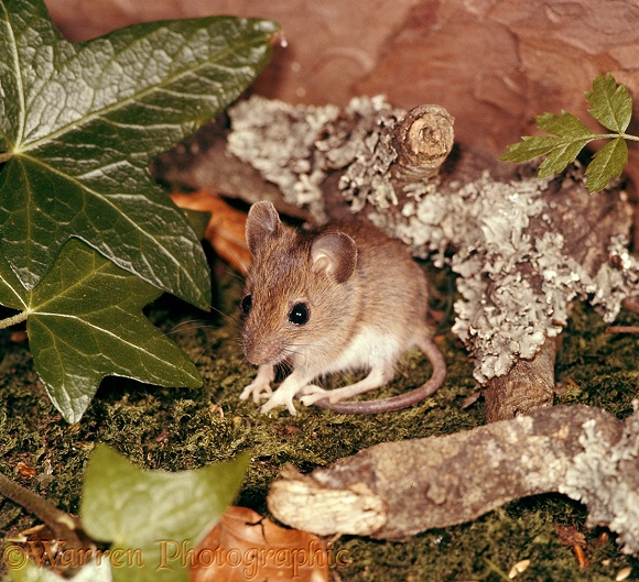 Young Wood Mouse (Apodemus sylvaticus)