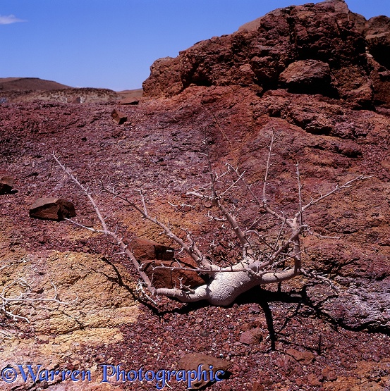 Desert plant on red volcanic rocks.  Namibia