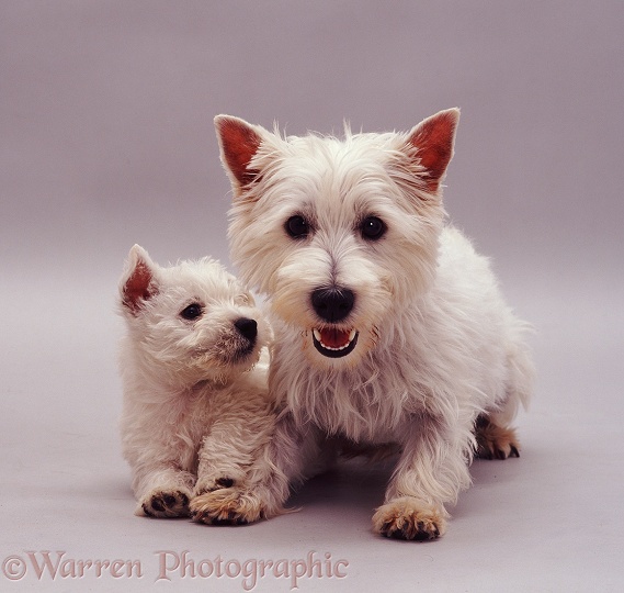 West Highland White Terrier bitch, Mayo with one of her pups, 7 weeks old